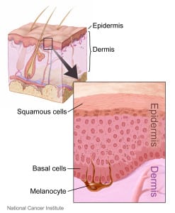 Layers_of_the_skin