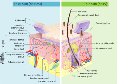 A diagram of epidermal hair follicle development, as affected by the thickness of the epidermal layers. Creative Commons license.