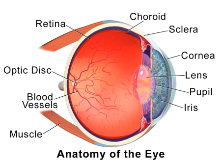 Anatomy of the Eye graphic