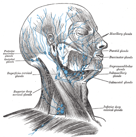 graphic of head for skin lymphoma