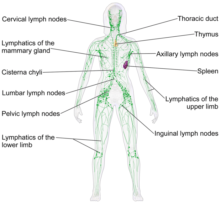 Lymphoma Treatment areas graphic